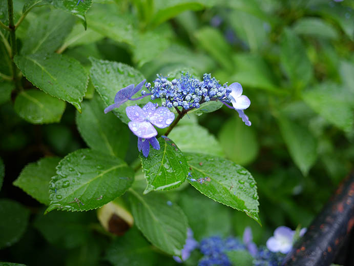 雨上がりの紫陽花（Lumix G6, Lumix 20mm F.1,7）